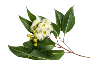 Myrrh – Nature's antibacterial secret